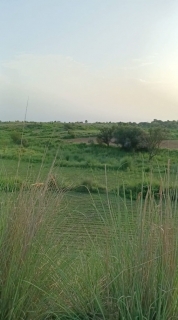 38 Kanals Agriculture Land For Rent., Adiala Road